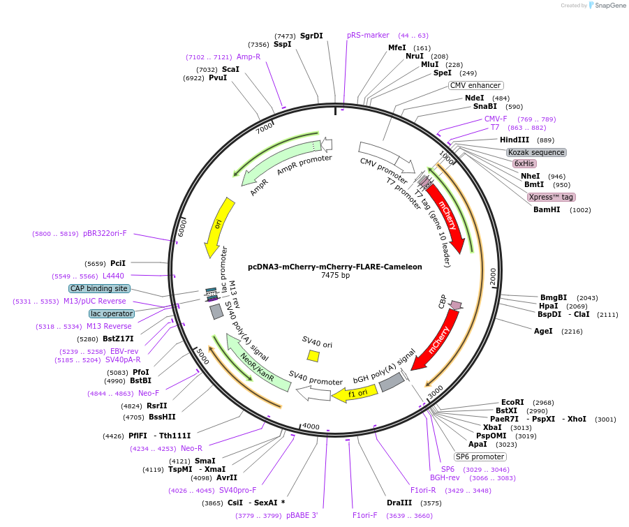 123352-plasmid-map-sequence-id-307178