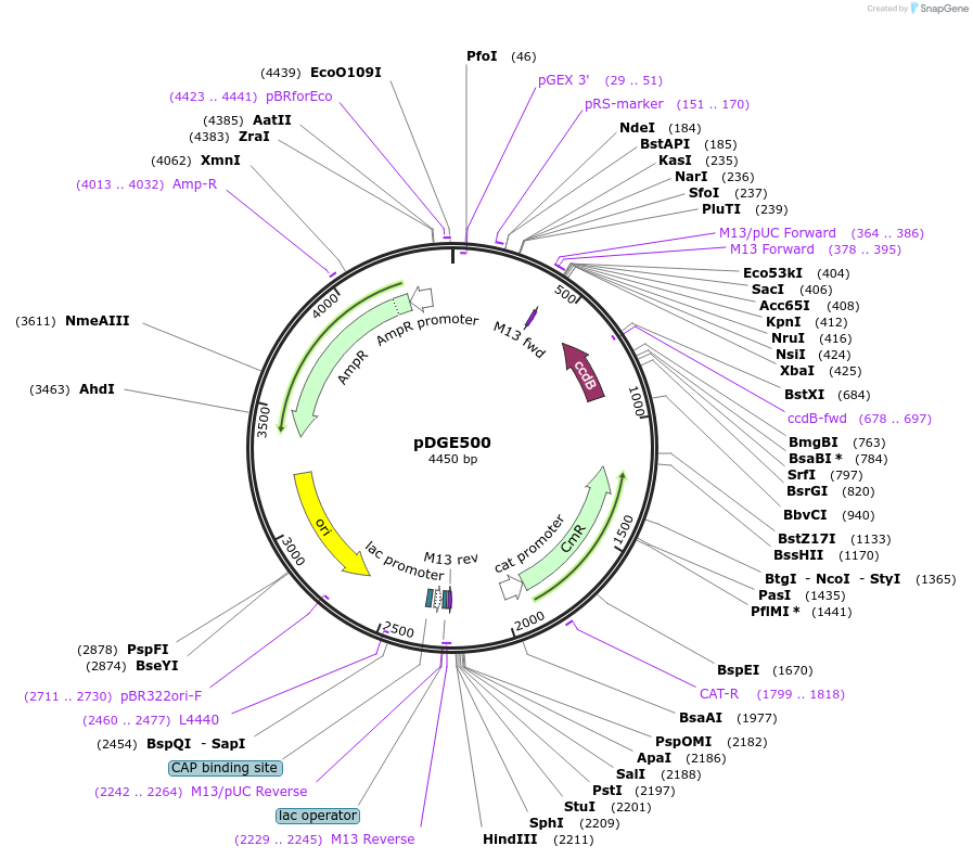 153273-plasmid-map-sequence-id-307181