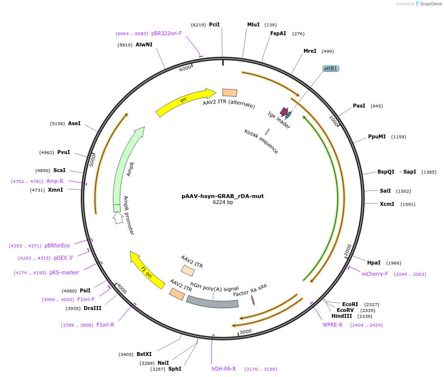 140558-plasmid-map-sequence-id-307187