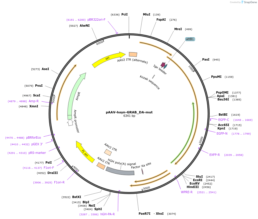 140555-plasmid-map-sequence-id-307188