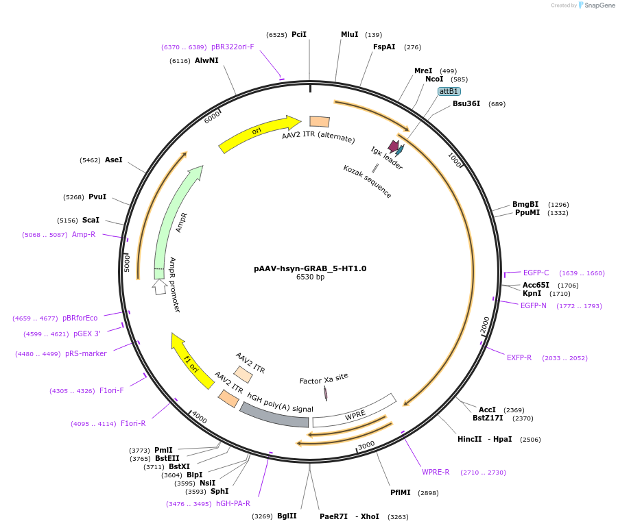 140552-plasmid-map-sequence-id-307192