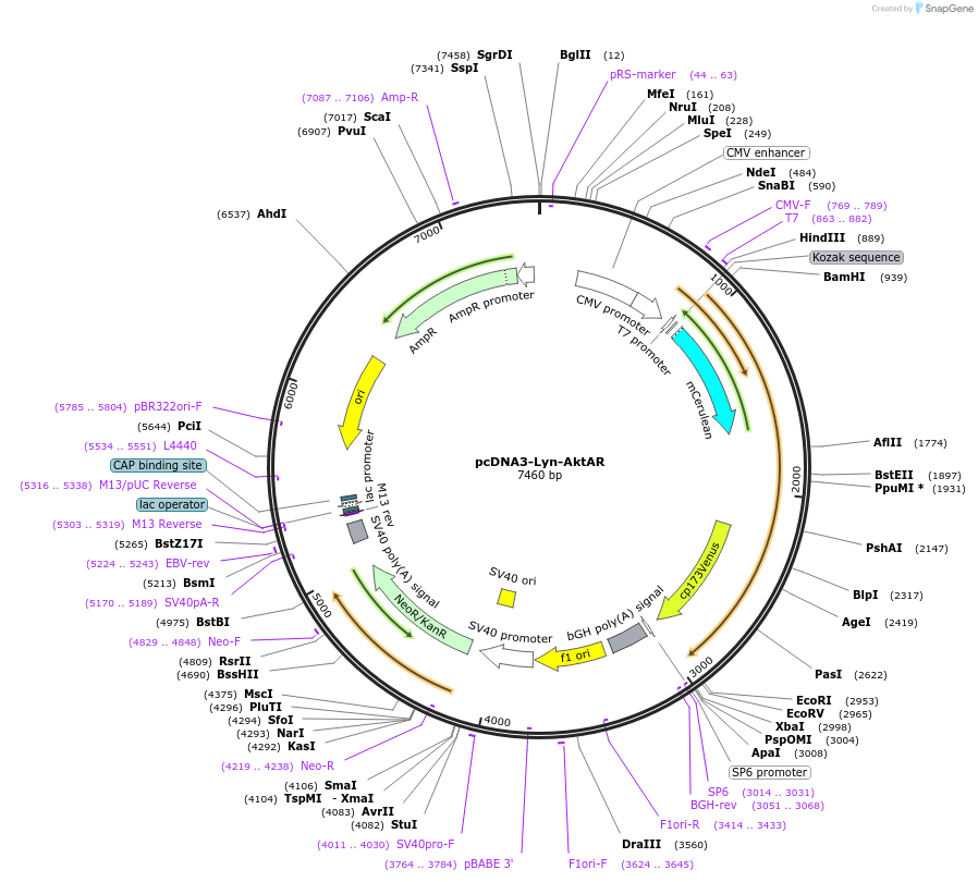 123356-plasmid-map-sequence-id-307195