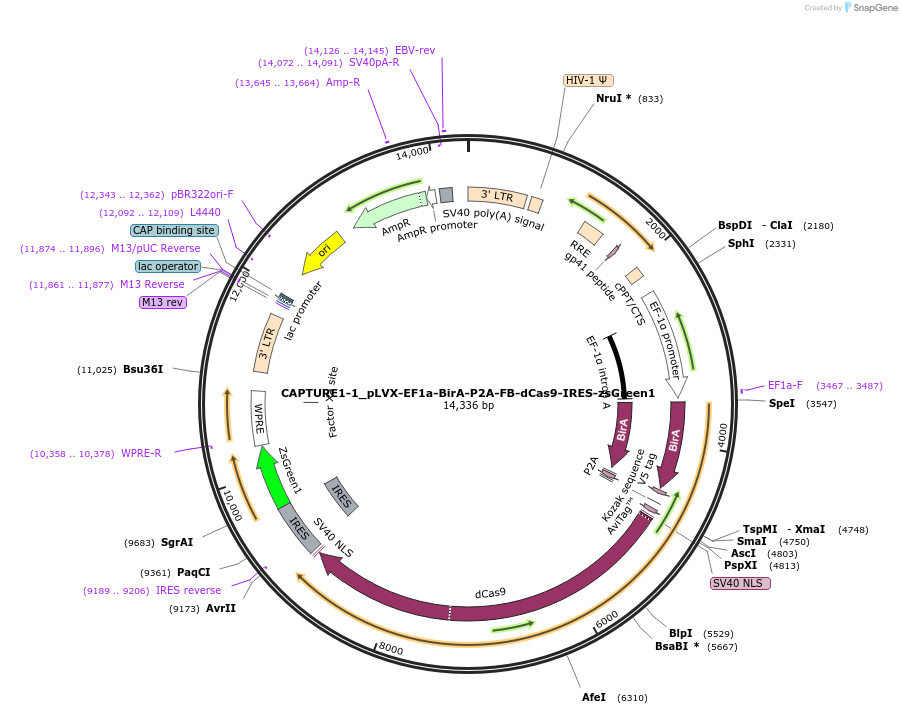 138417-plasmid-map-sequence-id-307216