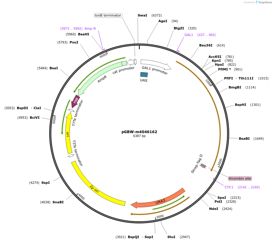 153856-plasmid-map-sequence-id-307253