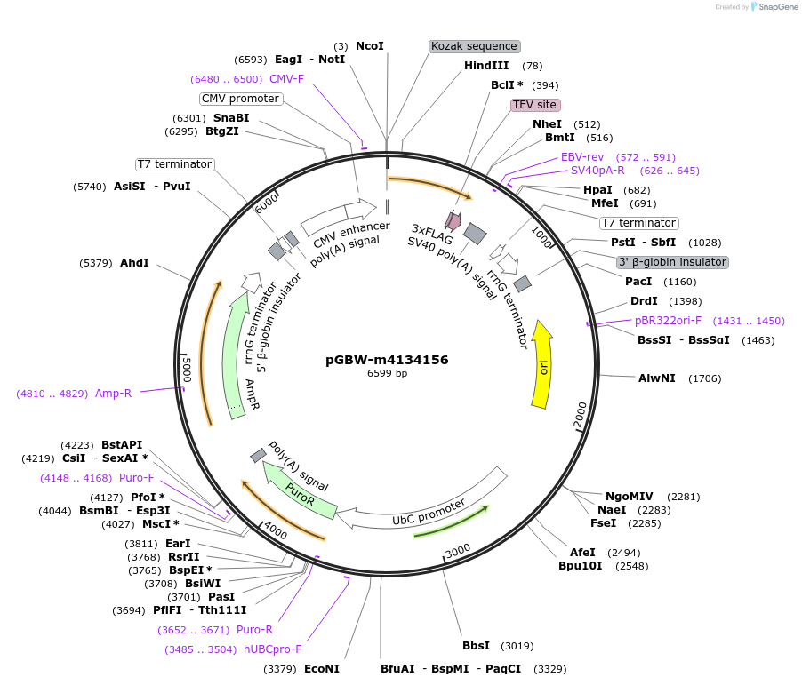 152272-plasmid-map-sequence-id-307255