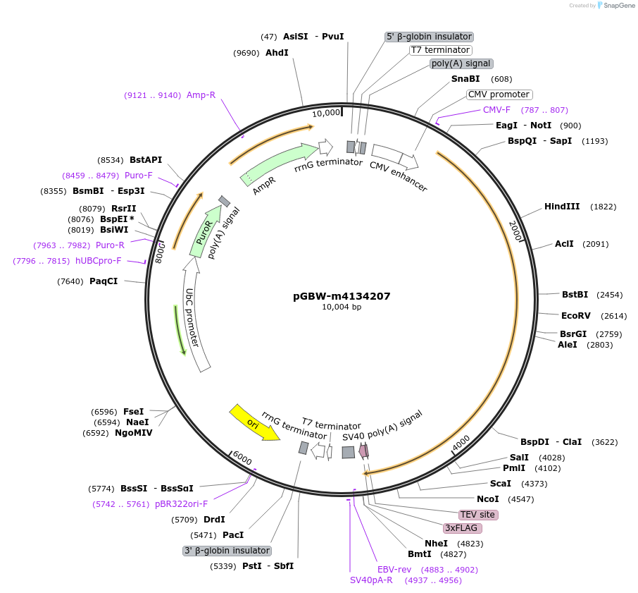 152431-plasmid-map-sequence-id-307282