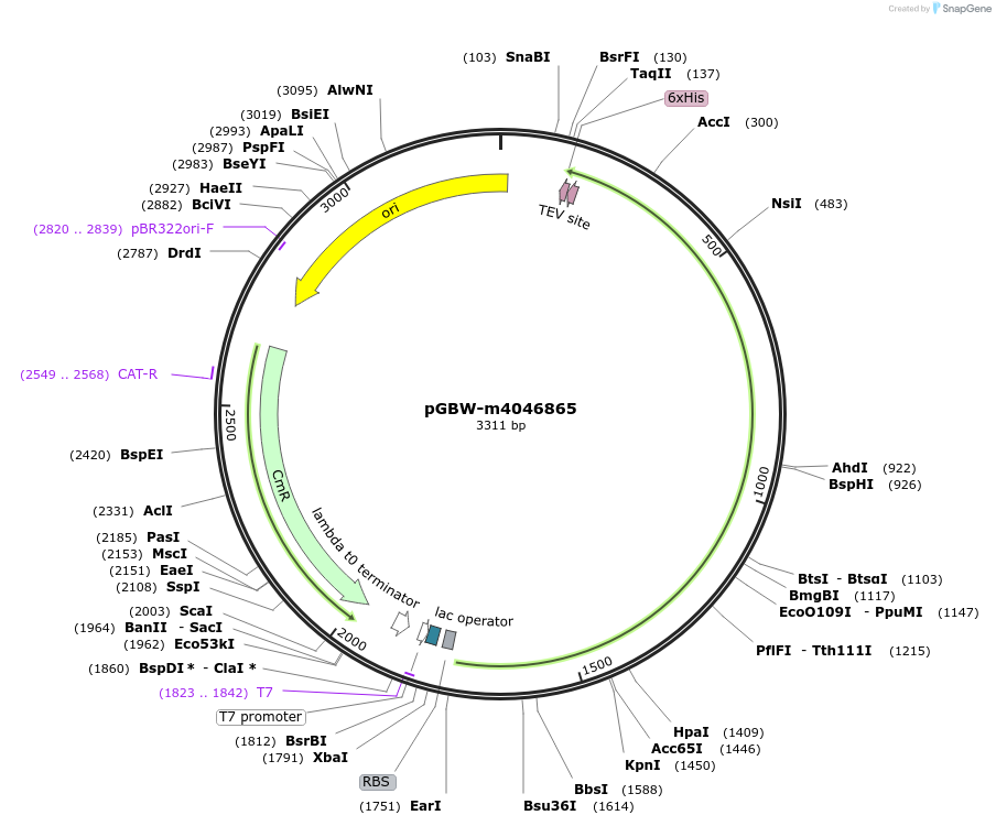 153930-plasmid-map-sequence-id-307315