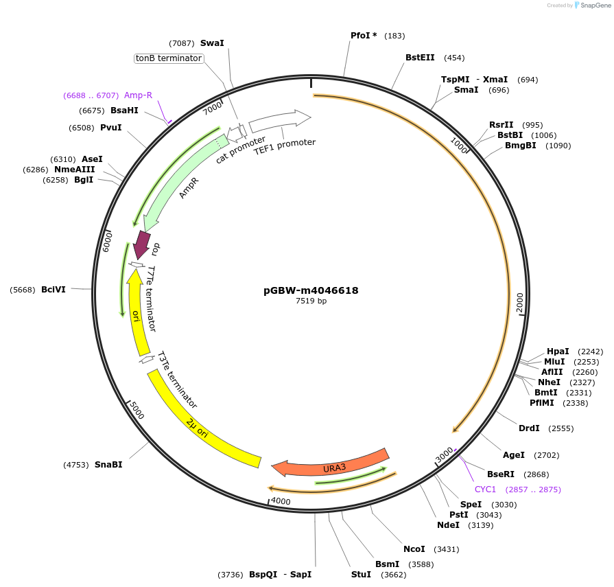 153893-plasmid-map-sequence-id-307320