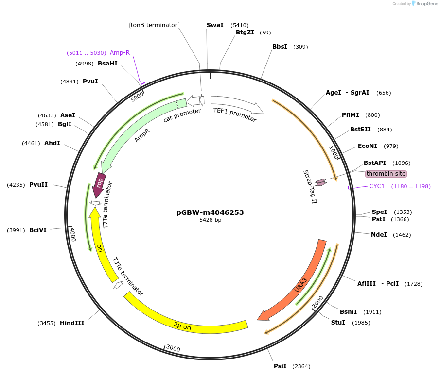149135-plasmid-map-sequence-id-307321