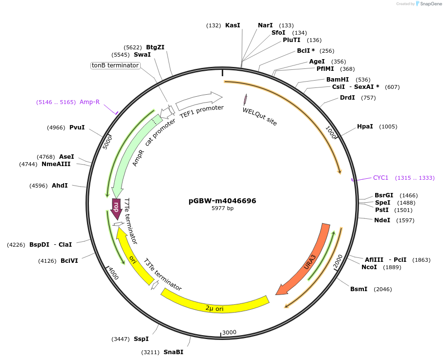 153882-plasmid-map-sequence-id-307323