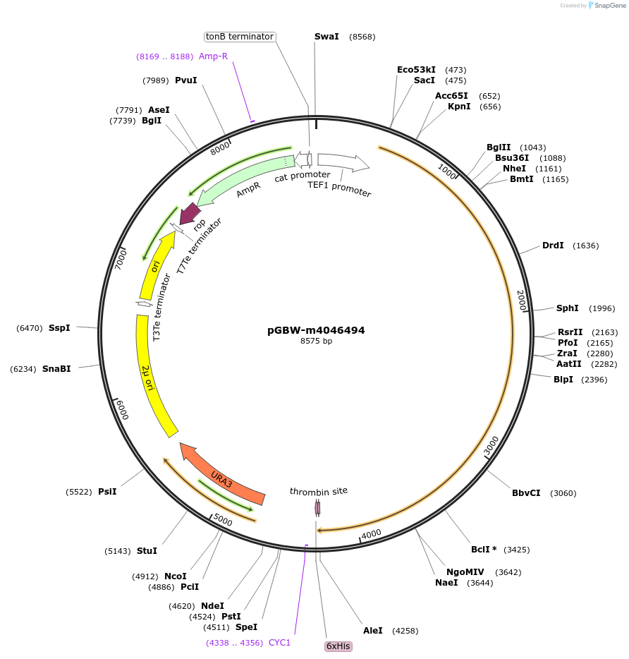 149137-plasmid-map-sequence-id-307325