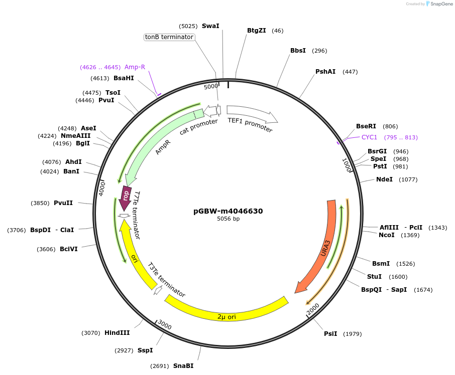149151-plasmid-map-sequence-id-307327