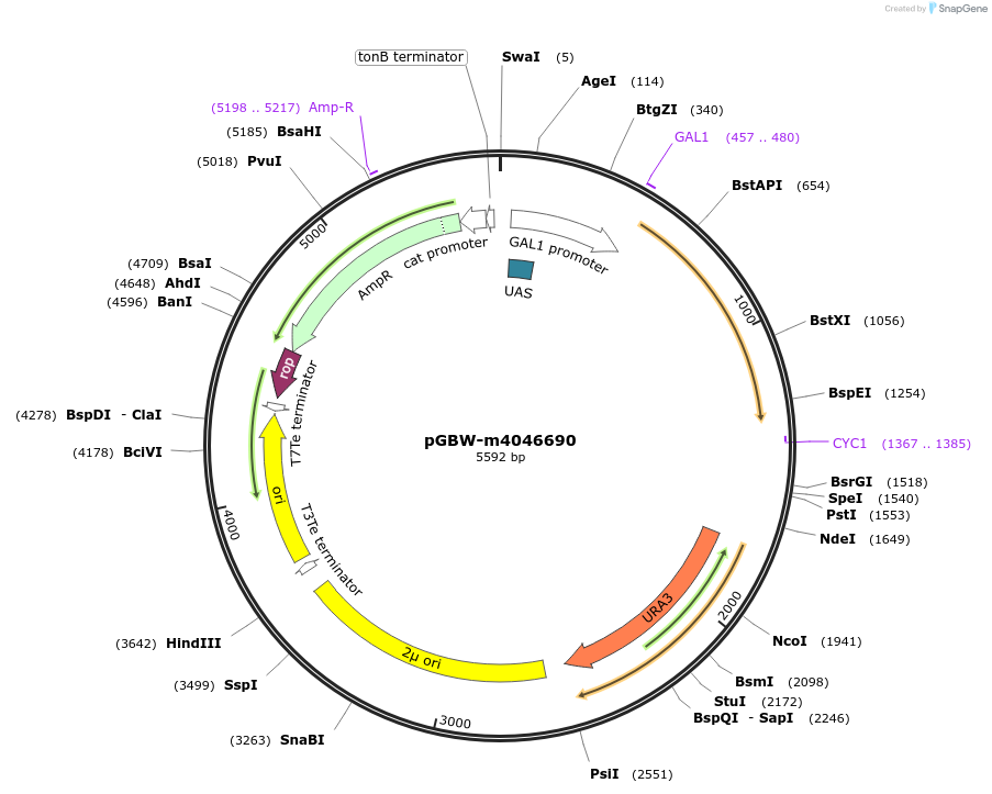 149160-plasmid-map-sequence-id-307330