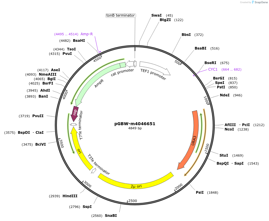 149194-plasmid-map-sequence-id-307332