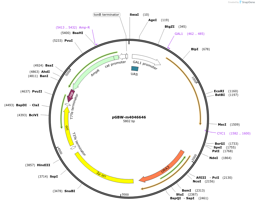 149196-plasmid-map-sequence-id-307335