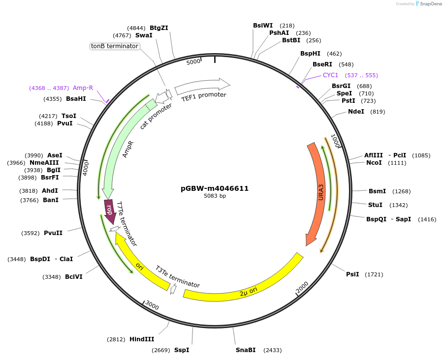 149198-plasmid-map-sequence-id-307336