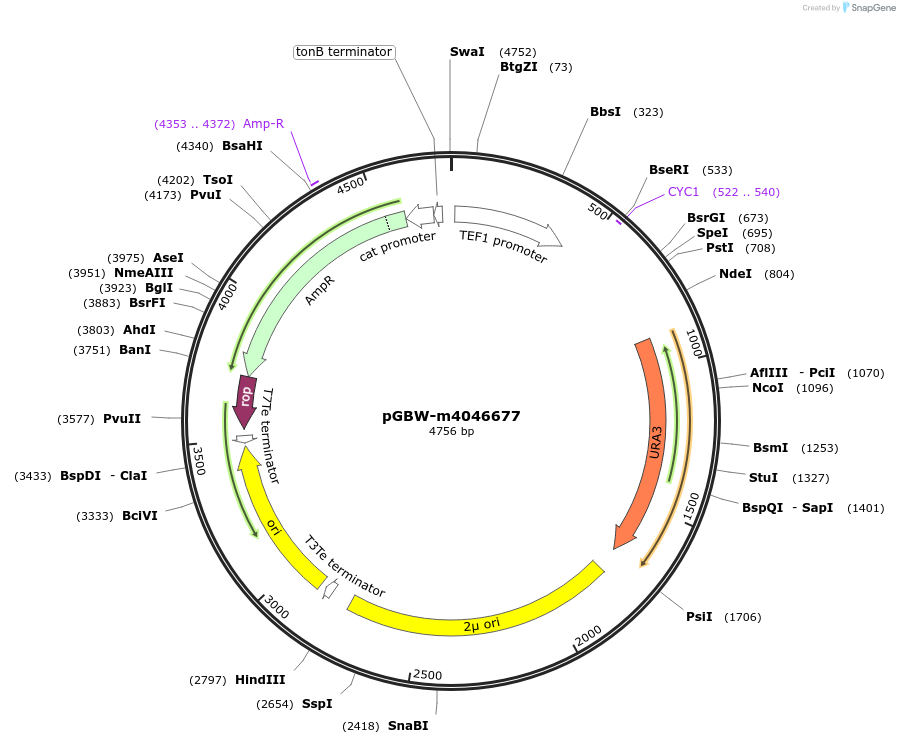 149182-plasmid-map-sequence-id-307337