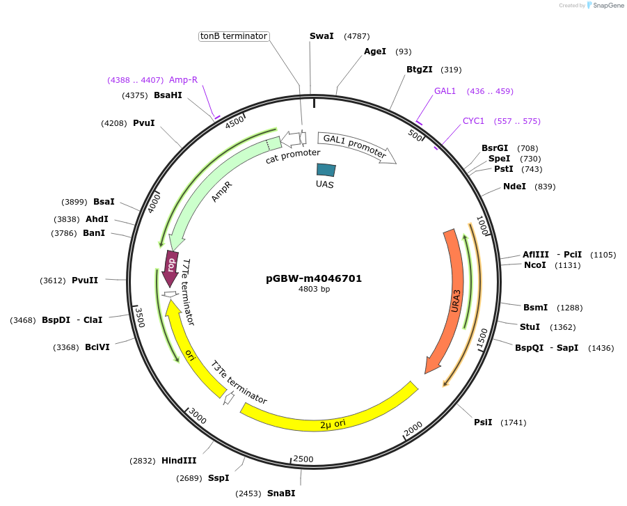 149180-plasmid-map-sequence-id-307346