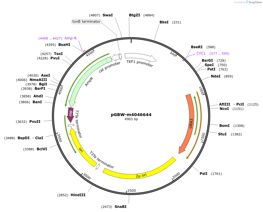 149181-plasmid-map-sequence-id-307350
