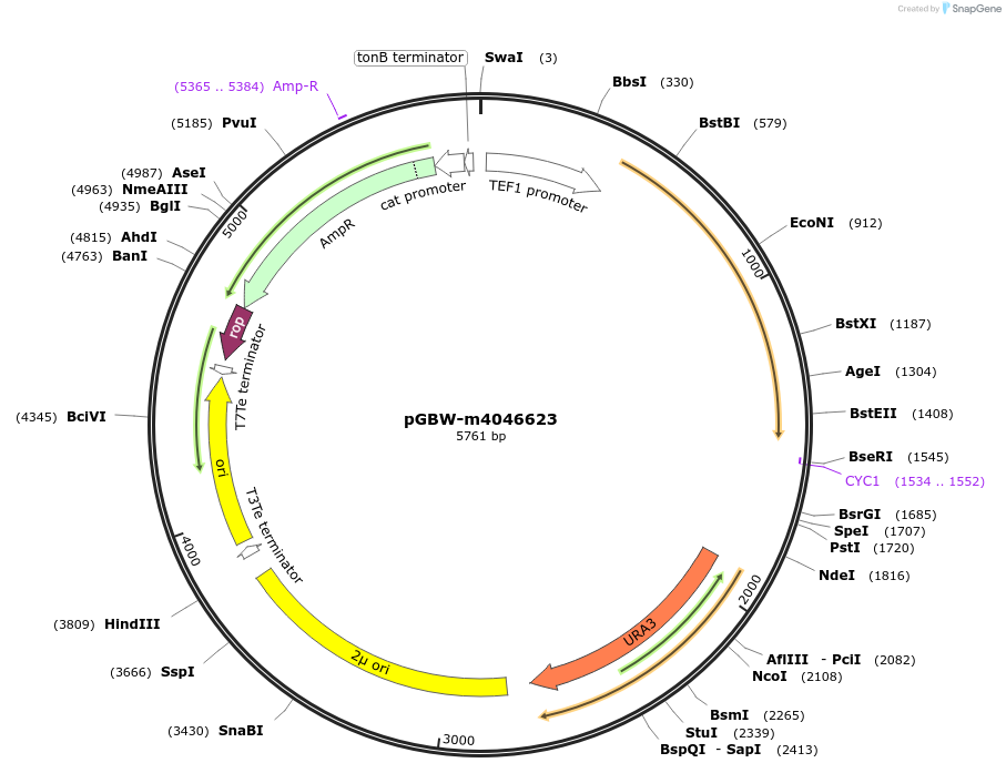 149210-plasmid-map-sequence-id-307355