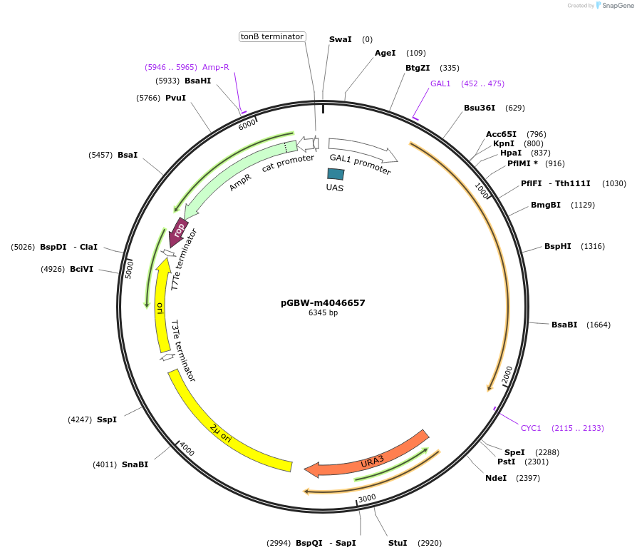 149179-plasmid-map-sequence-id-307359