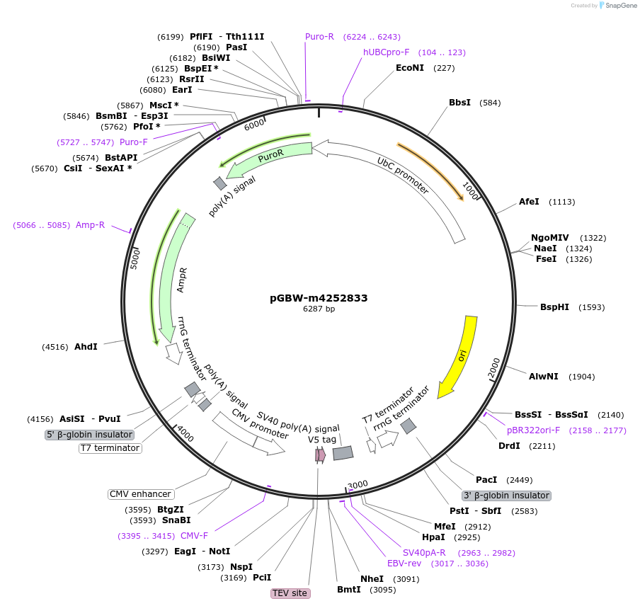 153738-plasmid-map-sequence-id-307372