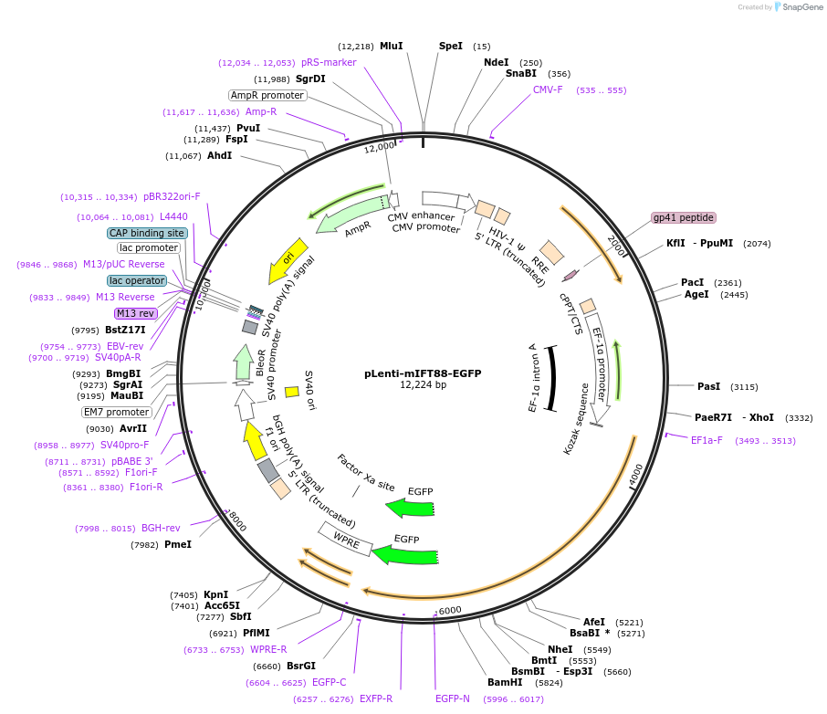 149697-plasmid-map-sequence-id-307392