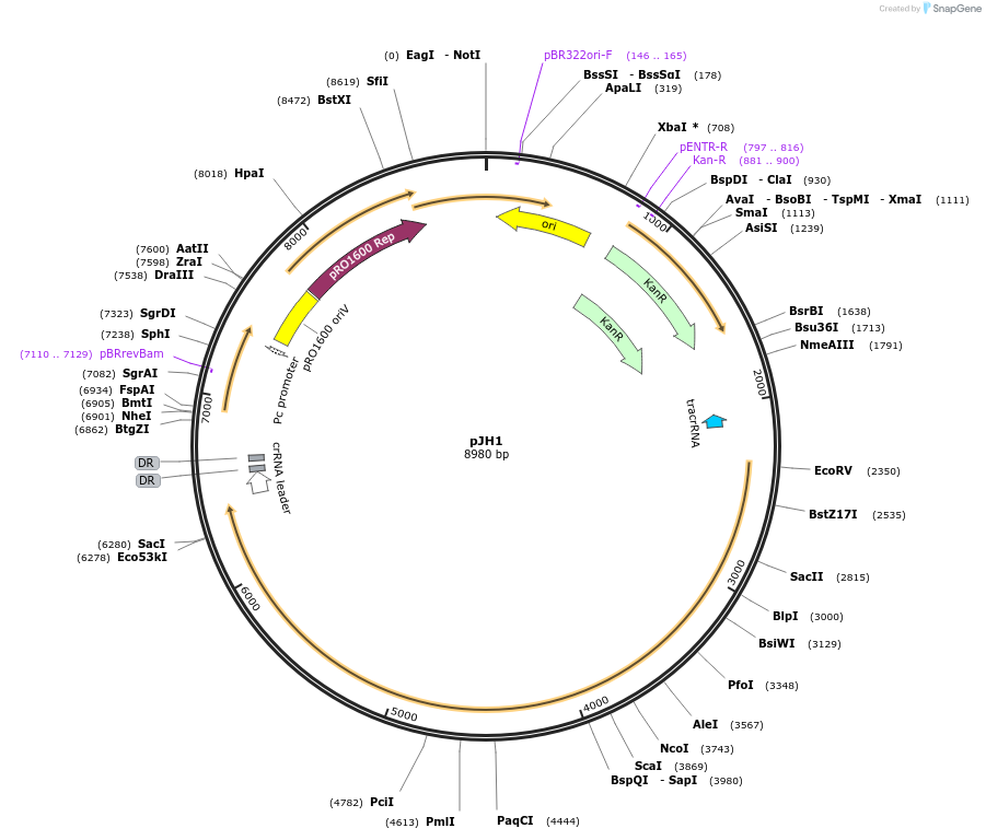 154204-plasmid-map-sequence-id-307394
