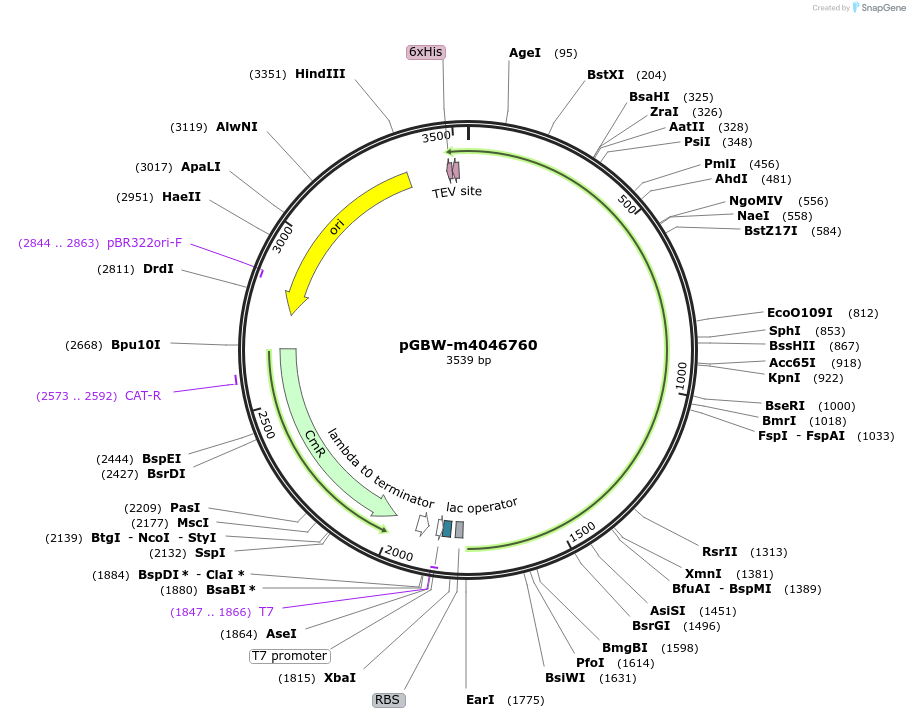 145600-plasmid-map-sequence-id-307395