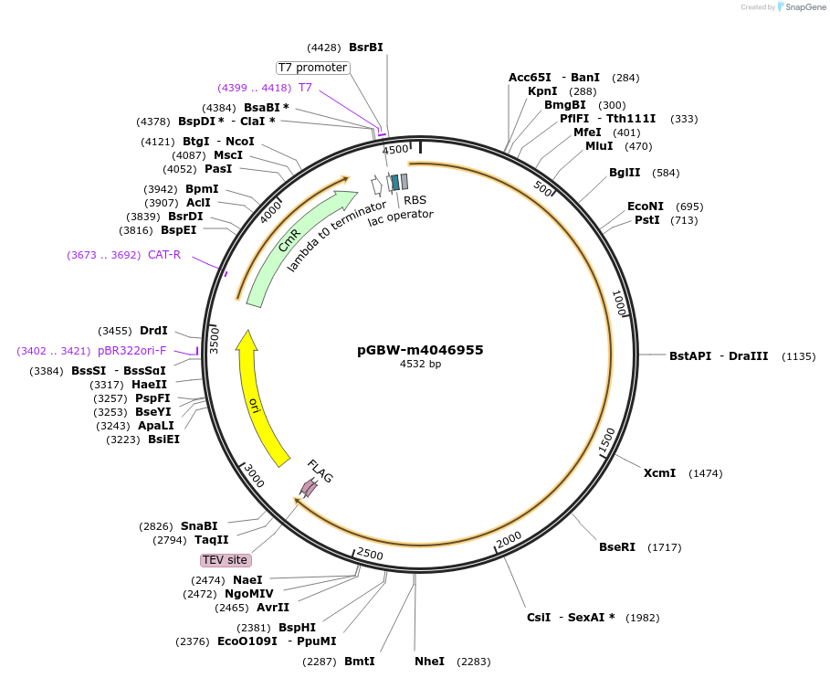145616-plasmid-map-sequence-id-307396