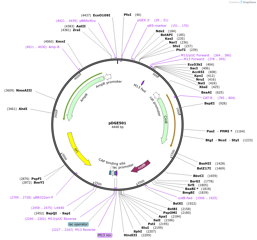 153274-plasmid-map-sequence-id-307399