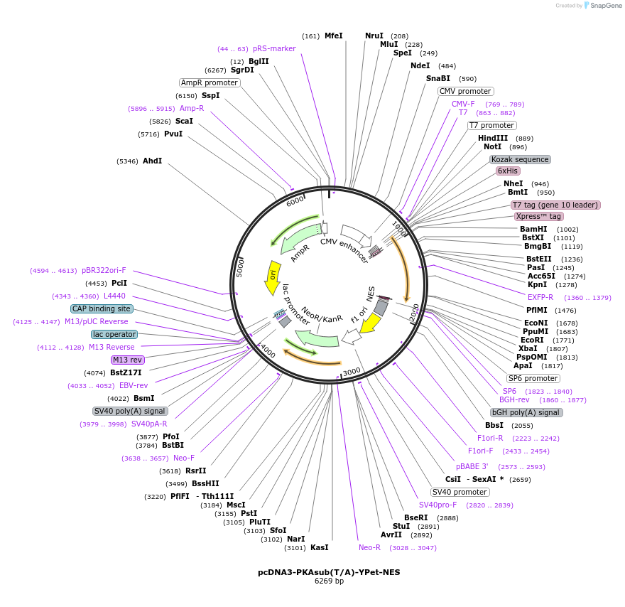 138205-plasmid-map-sequence-id-307407