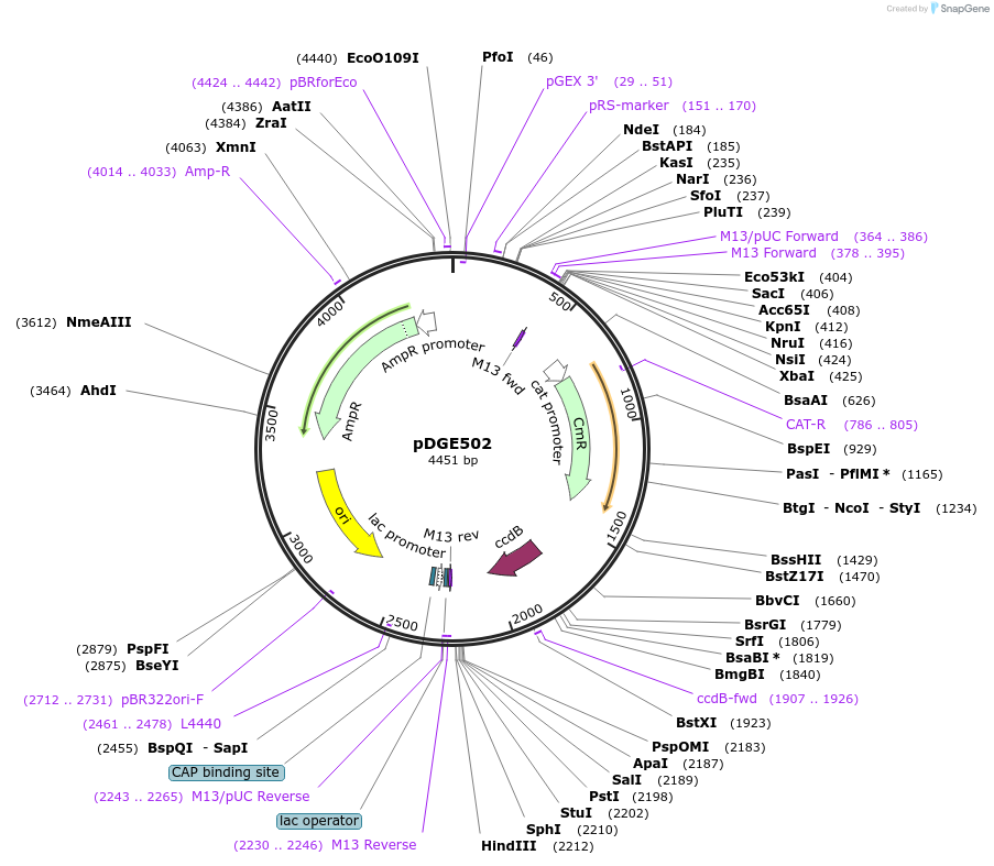153275-plasmid-map-sequence-id-307408