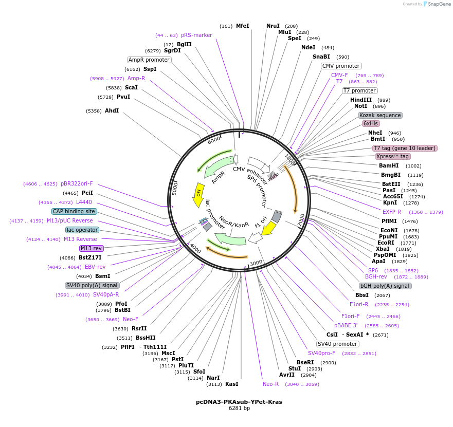 138206-plasmid-map-sequence-id-307409