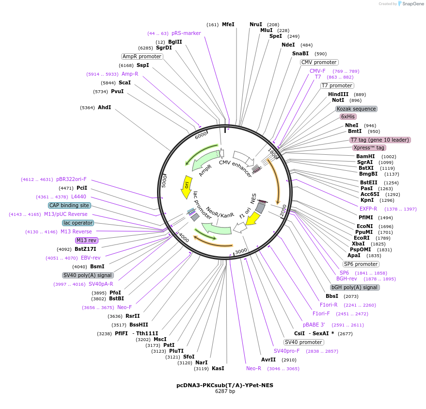 138208-plasmid-map-sequence-id-307411