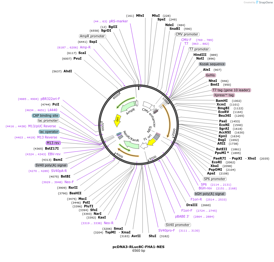 138210-plasmid-map-sequence-id-307412