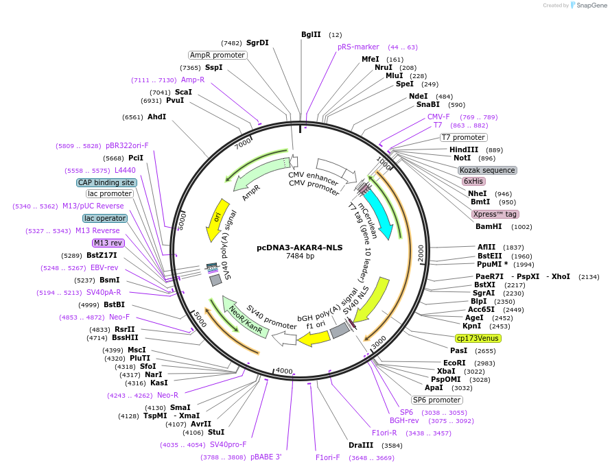138217-plasmid-map-sequence-id-307428