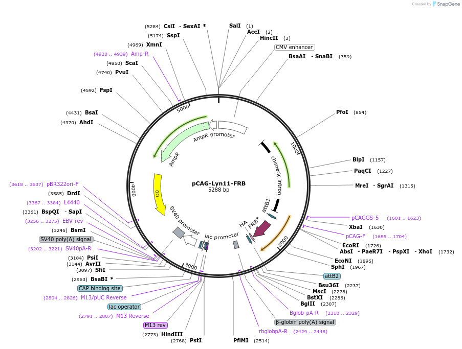 155228-plasmid-map-sequence-id-307429