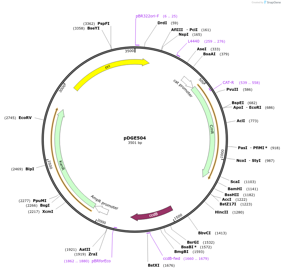 153277-plasmid-map-sequence-id-307430