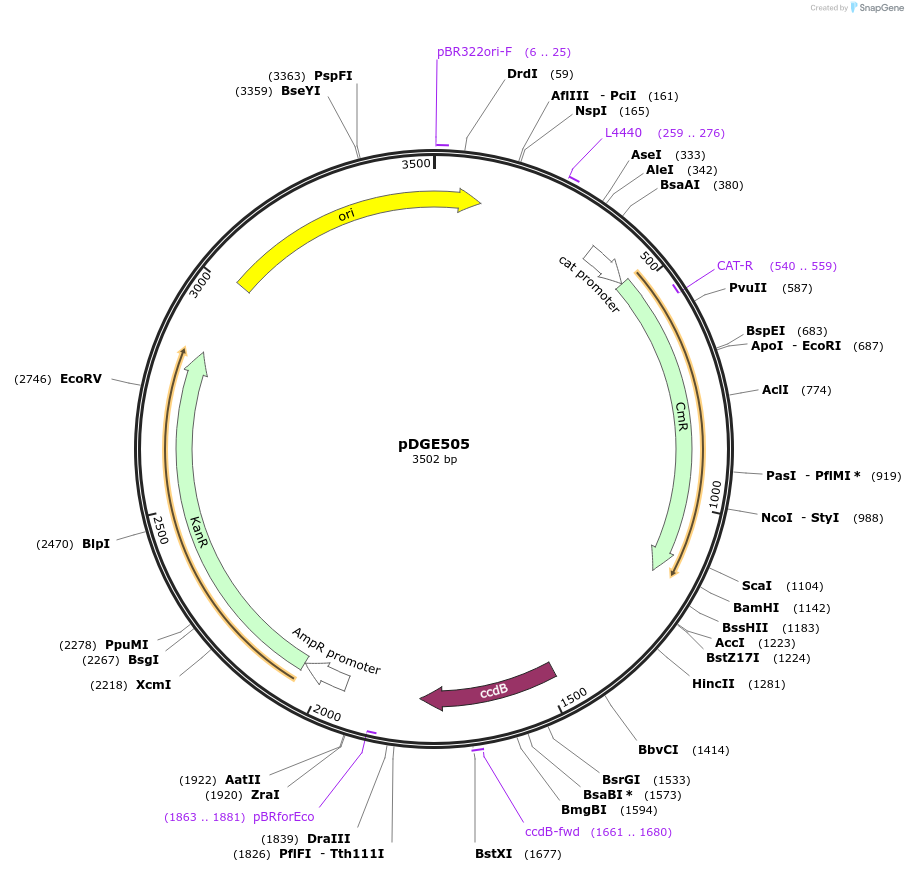 153278-plasmid-map-sequence-id-307433
