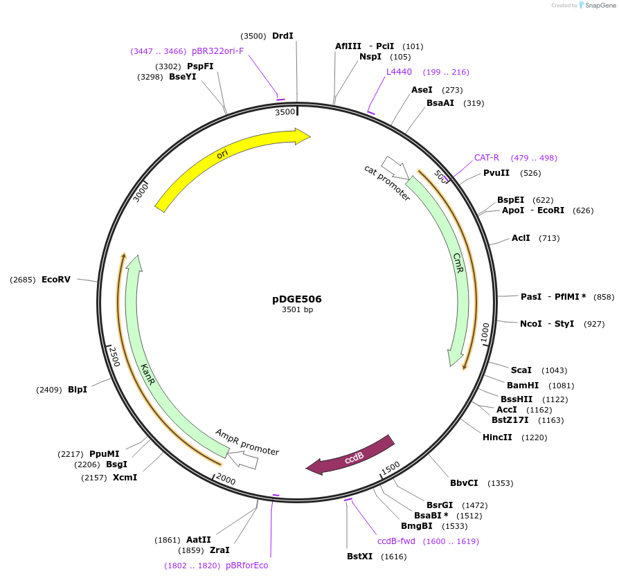 153279-plasmid-map-sequence-id-307437