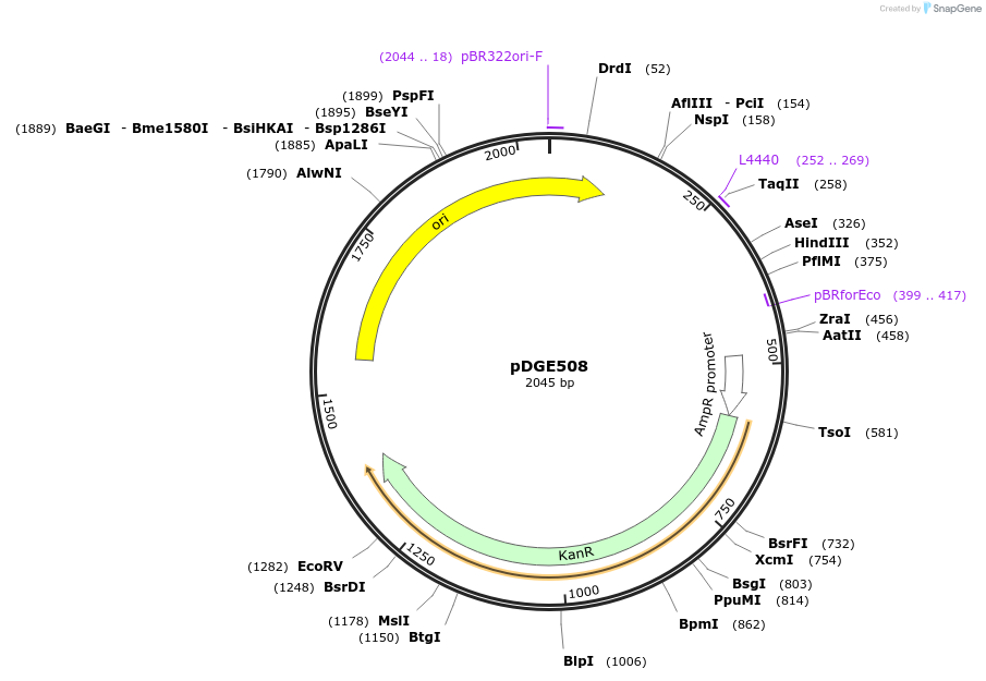 153280-plasmid-map-sequence-id-307438