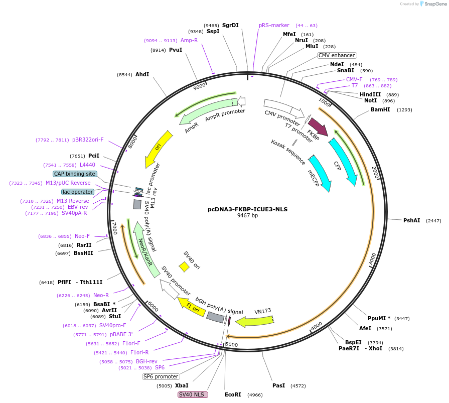 138255-plasmid-map-sequence-id-307462