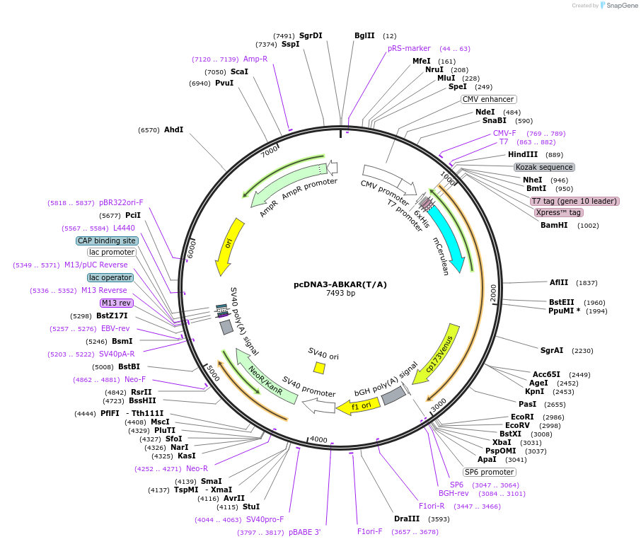140052-plasmid-map-sequence-id-307468