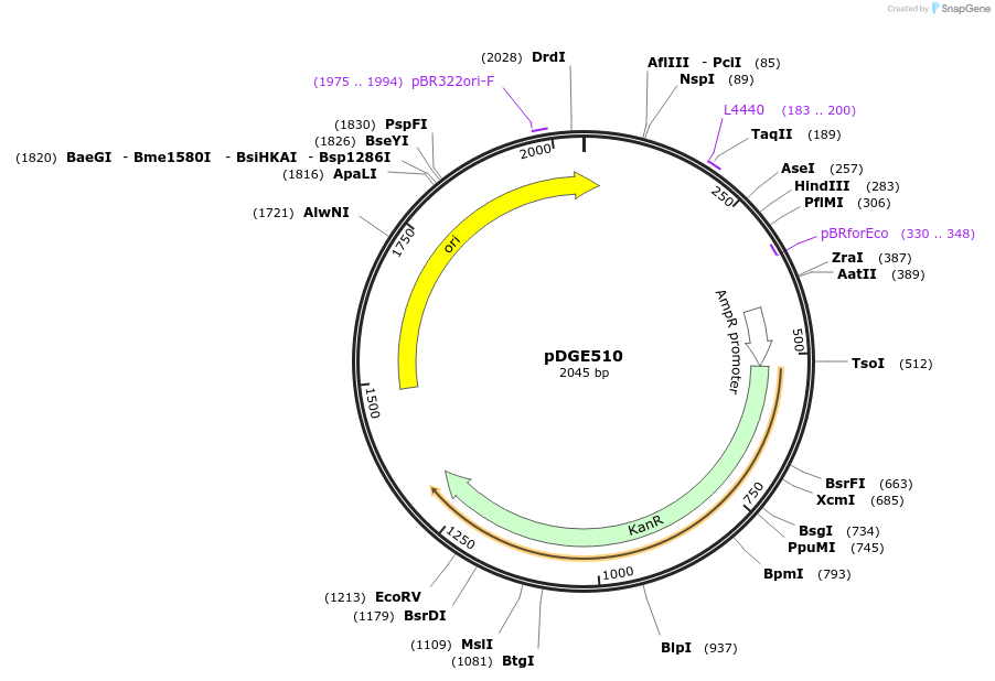 153282-plasmid-map-sequence-id-307476