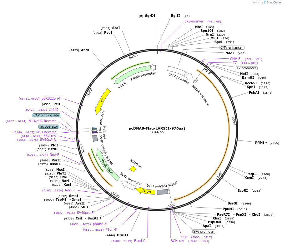 139689-plasmid-map-sequence-id-307492