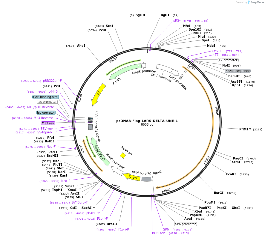 139691-plasmid-map-sequence-id-307493