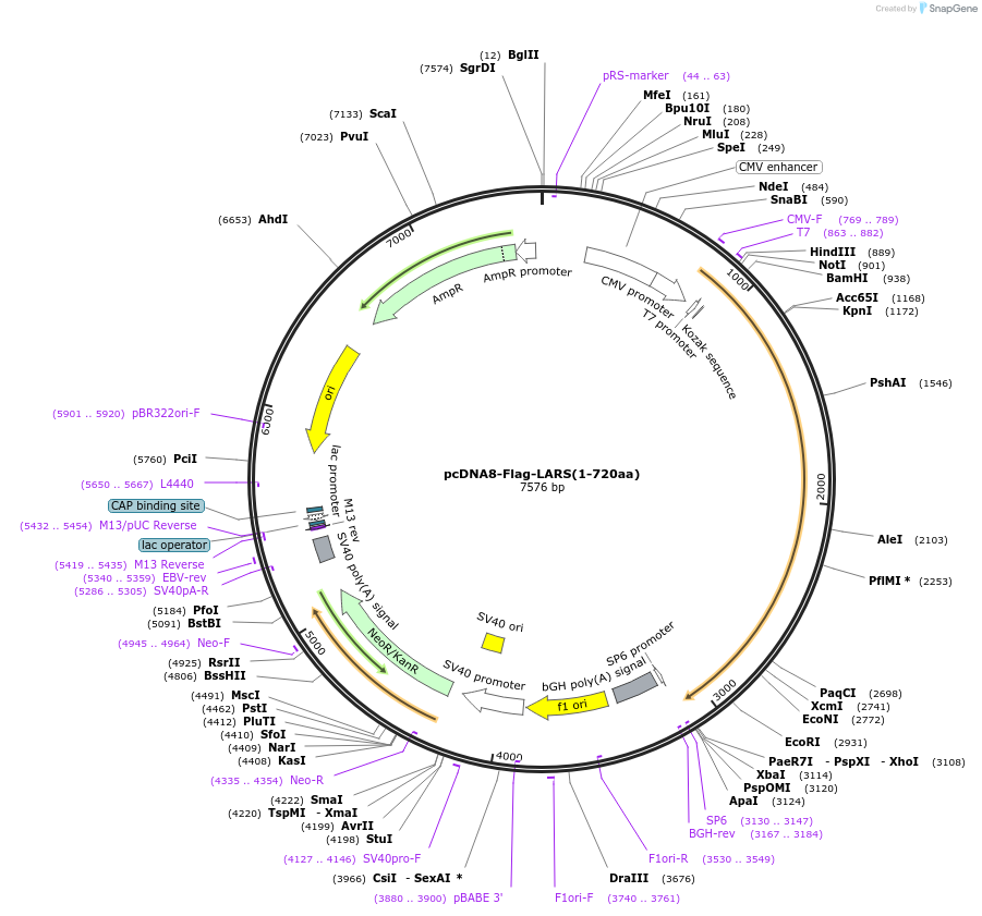 139687-plasmid-map-sequence-id-307495