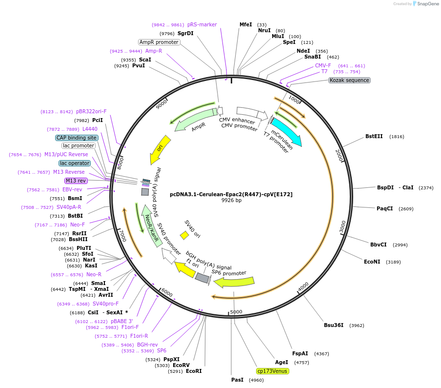 138198-plasmid-map-sequence-id-307497
