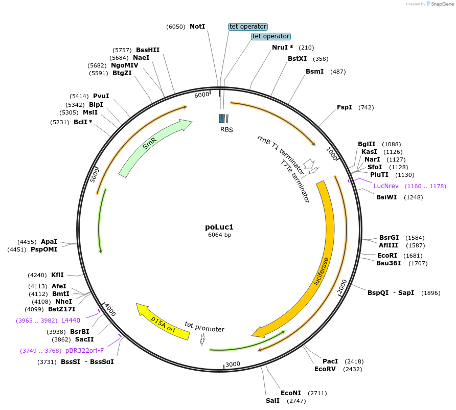 154128-plasmid-map-sequence-id-307530